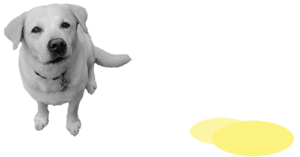 Illustration eines Hundes mit Urinfleck