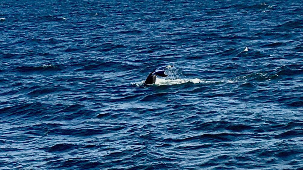 Wale Ökosystem